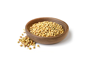 Coriander