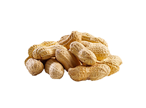 Groundnut