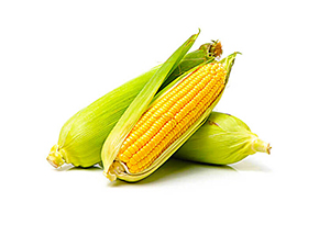 Maize Feed Industrial Grade